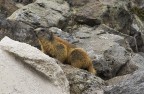 prima marmotta del 2007.. prima marmotta del 2007..