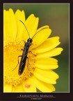 Taenyopterix nebulosa