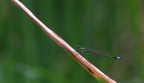 al tramonto al tramonto