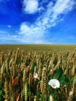 Grano fiorito Grano fiorito