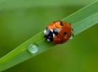 wet  ladybird