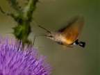 macroglossa stellatarum macroglossa stellatarum