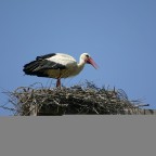 Una mammina premurosa ed ordinata ... 
Canon Eos 300D - Sigma 70/300 Apo - mano libera
1/640 - f 5.6 - Iso 100 - 300 mm.
Ore di appostamento in attesa del maschio... che non si � presentato...
