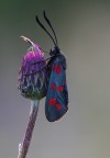 Zygaena filipendulae