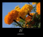 primavera primavera