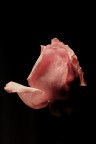 Rosa rosa Rosa rosa