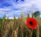 Papavero e spighe