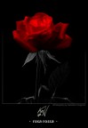 rosa rossa rosa rossa