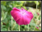 Che fiore č ? Che fiore č ?