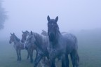 furia cavallo del west furia cavallo del west