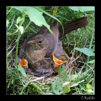 Canon 350D Obiettivo 55-200 1/100 f/5.6 ISO 1600