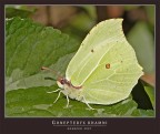 Gonepteryx rhamni...... splendida splendente!