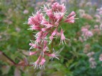 Fiore croato Fiore croato