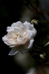 rosa bianca rosa bianca