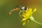 Sul Fiore Giallo Sul Fiore Giallo