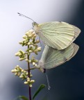 simmetrie simmetrie