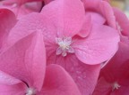 un particolare,delle mie ortensie