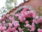 delicate roselline.. delicate roselline..