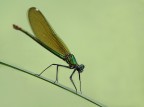 L'equilibrista L'equilibrista