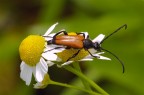 Oedemera adagiata