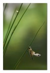 Il miraggio Il miraggio
