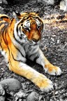Big yellow cat Big yellow cat