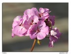 Violette Violette