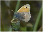N'altra Farfalla N'altra Farfalla