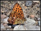 Vanitosa Vanitosa