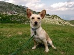 Gina sul Pasubio Gina sul Pasubio