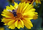 giallo giallo