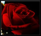 Una semplice rosa...critiche e commenti come sempre ben accetti.