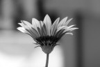 Fiore B/N Fiore B/N
