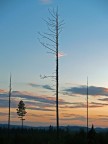 alba