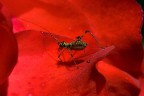 in rosso in rosso