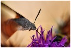 Macroglossa Stellatarum Macroglossa Stellatarum
