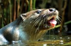 Lontra Lontra