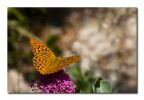 Argynnis paphia m.