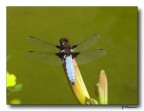 libellula