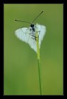 Aporia crataegi Aporia crataegi