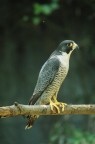 Rapace