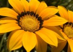 fiori fiori