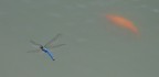 Libellula in volo Libellula in volo