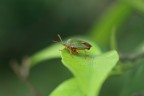 Macro su macro Macro su macro