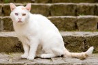 gatto gatto