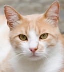 gatto in primo gatto in primo