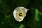 calla calla