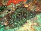 Anemone Grosso a� Dragone - Portofino