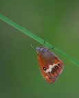Coenonympha arcania
