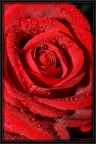 Rosa rossa Rosa rossa